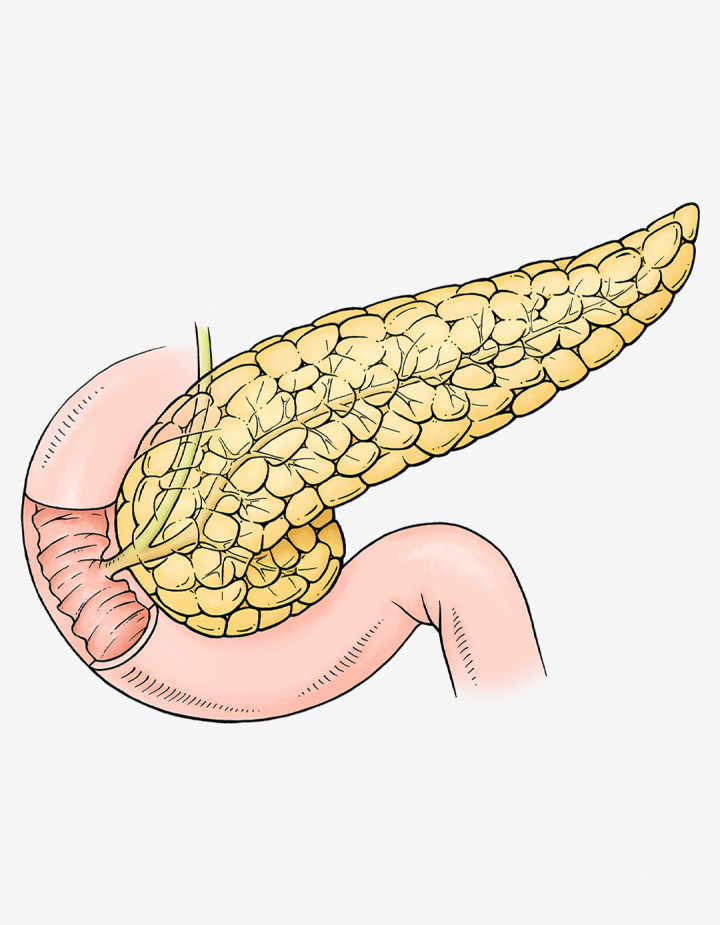 Pankreas 1080x1388px